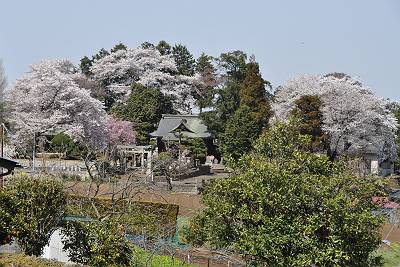 春爛漫の八幡神社