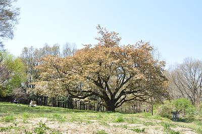 山桜の姿をキャンバスに急ぐ画家