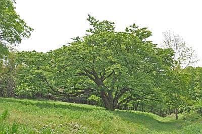 新緑の葉桜に