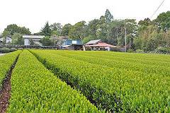 収穫時期を迎えた茶畑