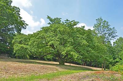 下草刈の済んだ草地の山桜