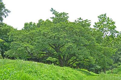 草も山桜も萌え!