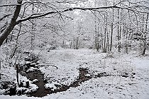 雪の菩提樹湿地