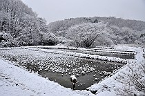 雪の菩提樹田圃