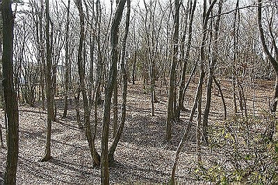手入れされた雑木林
