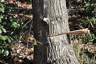 コナラの根元に受け口と追い口をを