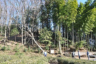 伐採されたコナラ