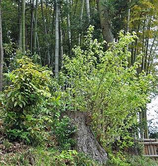 樹齢60年のコナラから新芽が