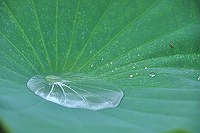 大賀ハスの朝露