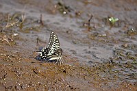 湿地で水飲みのアゲハ蝶
