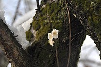 雪にもめげず白梅が開き始めた