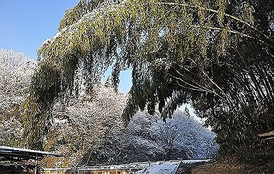 雪景色のチカタの竹林