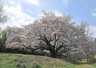 満開の桜